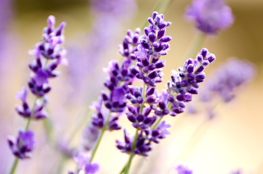 Lavender Oil: Benefits for the mind