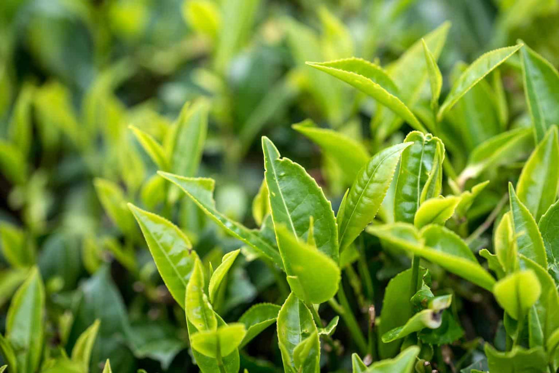 Tea Tree Oil: A Holistic Approach to Flu Prevention and Brain Health